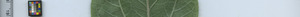 leafstrip