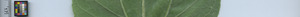 leafstrip