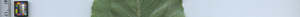 leafstrip
