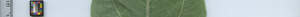 leafstrip