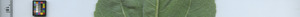 leafstrip