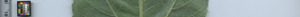 leafstrip