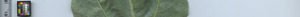 leafstrip