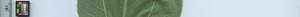 leafstrip