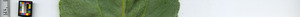 leafstrip
