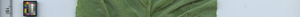 leafstrip