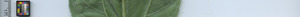 leafstrip