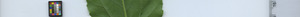 leafstrip