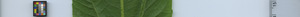 leafstrip