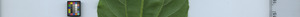leafstrip