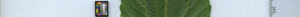 leafstrip