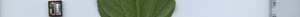 leafstrip