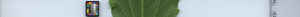 leafstrip