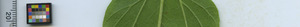 leafstrip