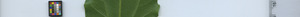 leafstrip