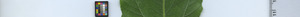 leafstrip