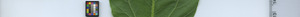 leafstrip