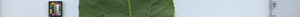 leafstrip