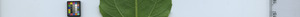 leafstrip