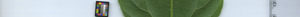 leafstrip