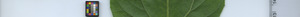 leafstrip