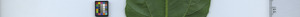 leafstrip
