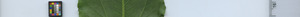 leafstrip