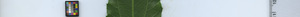 leafstrip