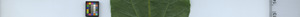 leafstrip
