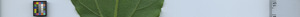 leafstrip