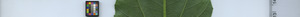 leafstrip