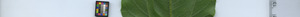 leafstrip