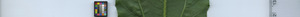 leafstrip