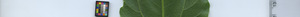 leafstrip