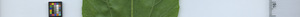 leafstrip