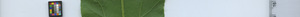 leafstrip