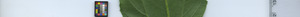 leafstrip