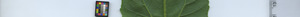 leafstrip