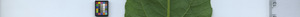 leafstrip