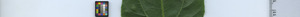 leafstrip