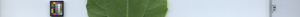 leafstrip