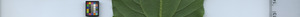 leafstrip