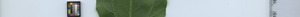 leafstrip