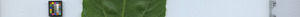 leafstrip