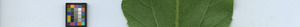 leafstrip