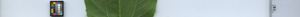 leafstrip