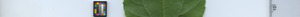 leafstrip