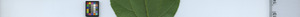 leafstrip