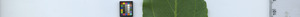 leafstrip