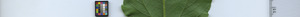 leafstrip